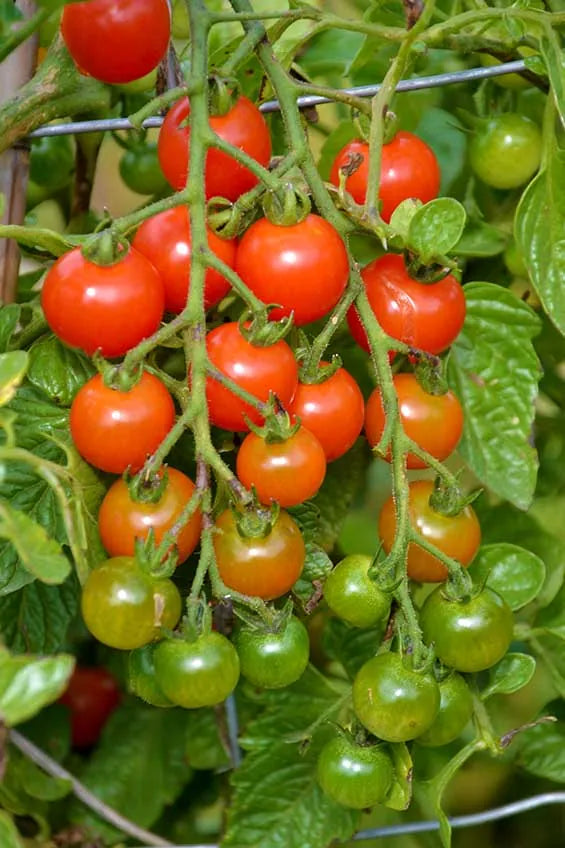 Solanum Lycopersicum 'Sugar Lump' (Sugar Lump Tomato)