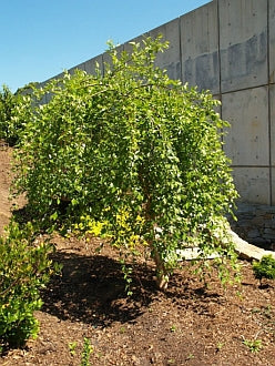 Betula nigra Summer Cascade (Weeping Birch)