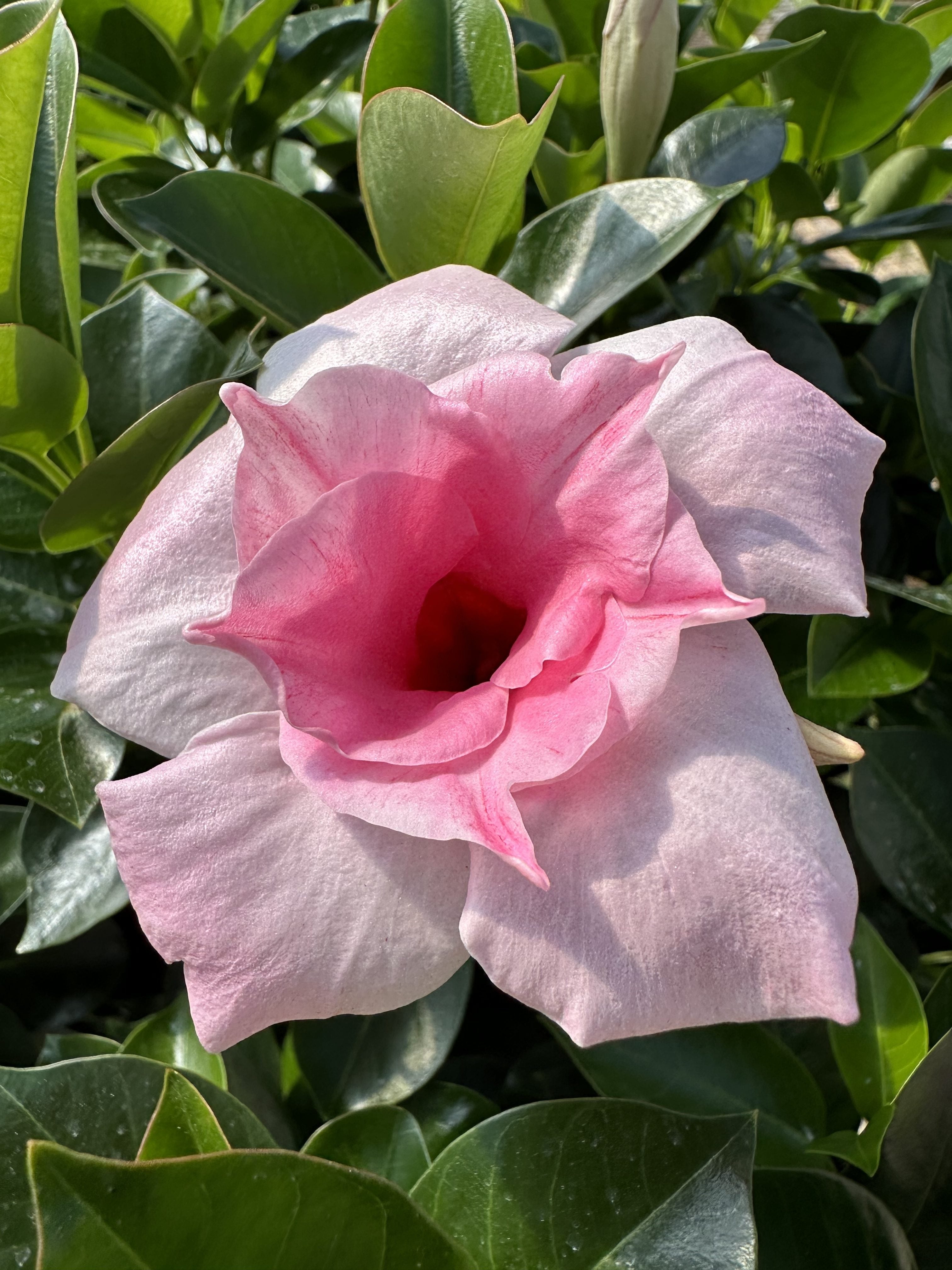 Mandevilla Sun Parasol® ‘Double Pink’