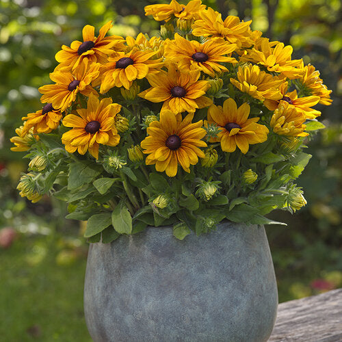 Rudbeckia ‘Sunbeckia Carolina’ (Black-Eyed Susan)