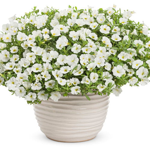 Calibrachoa ‘Eyecatcher White’
