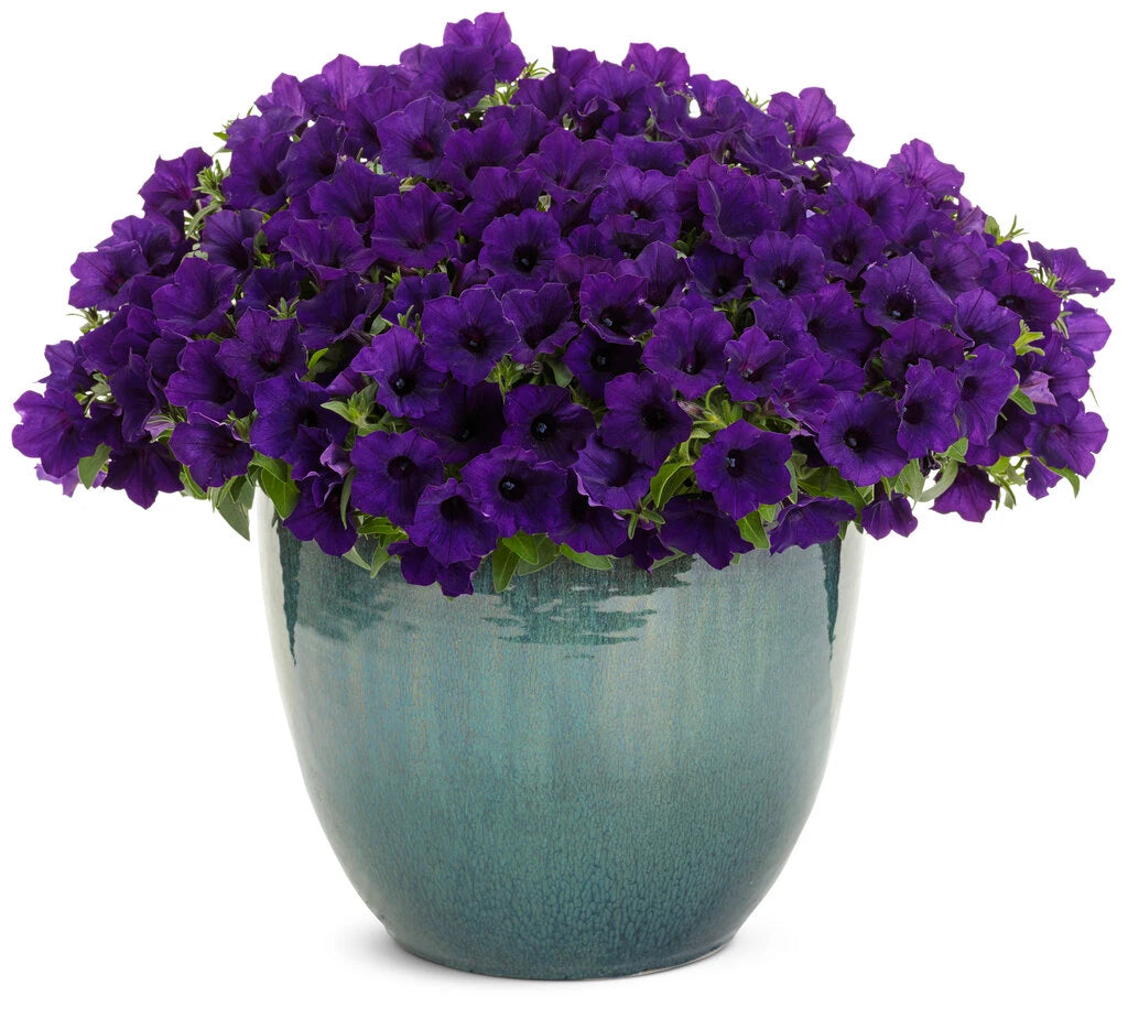Petunia Hybrid ‘Supertunia Mini Vista Ultramarine’ (Supertunia Mini Vista Ultramarine Petunia)