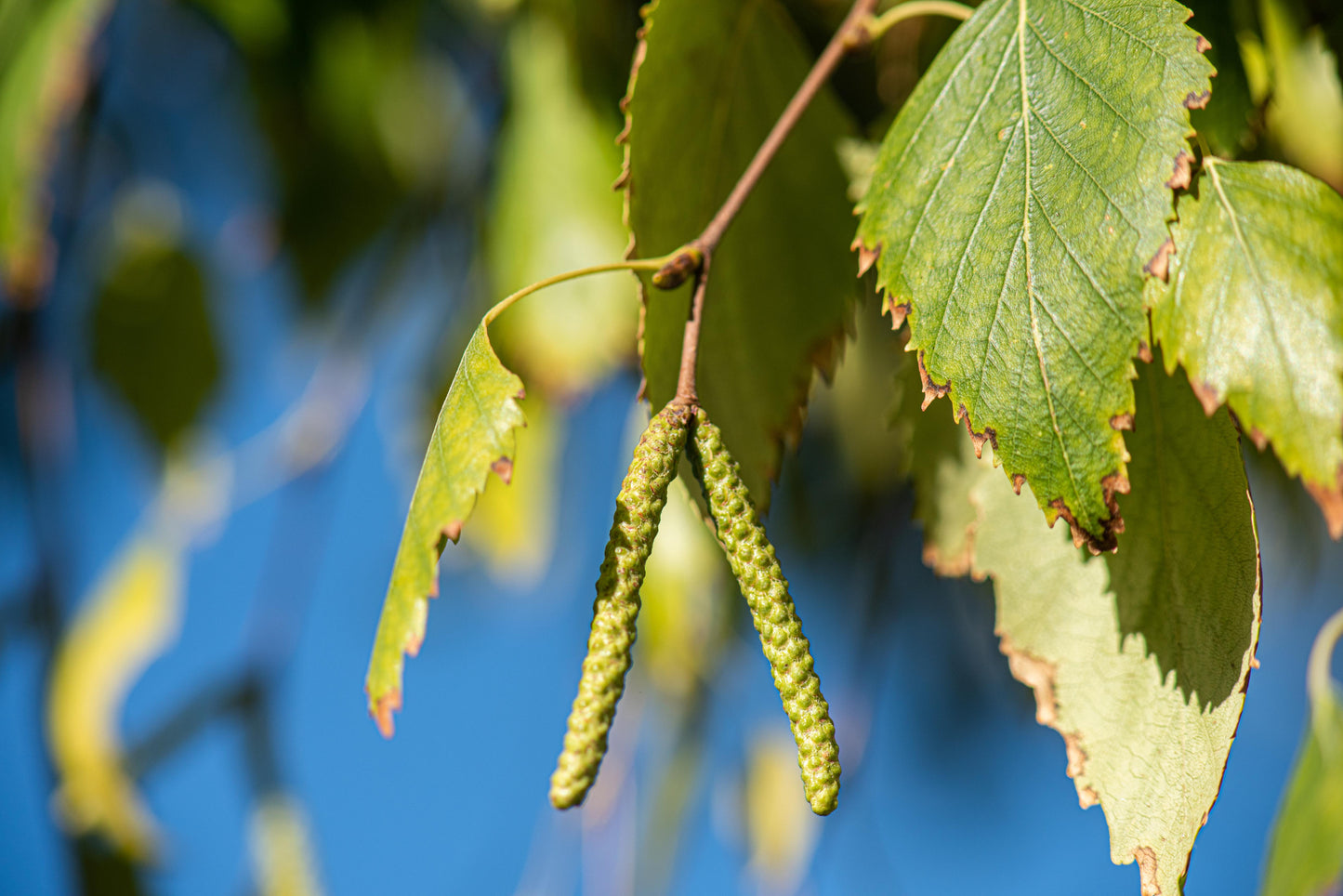 Betula Pendula ‘Alba’ (Silver Birch)