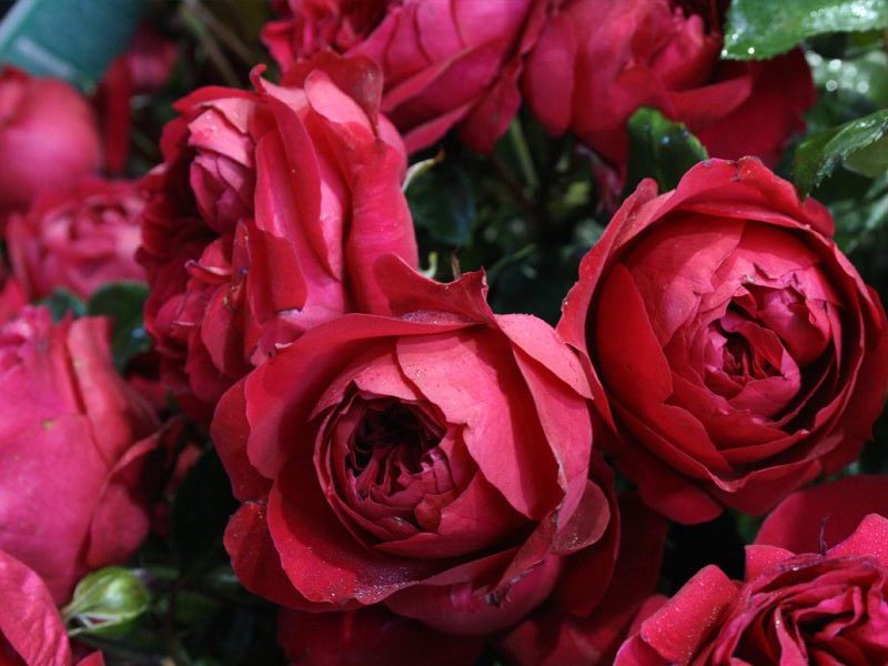 Rosa ‘Red Pierre’ (Red Pierre Rose)