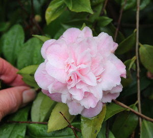 Camellia ‘Sweet Emily Kate’