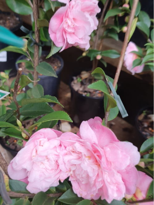 Camellia ‘Sweet Emily Kate’