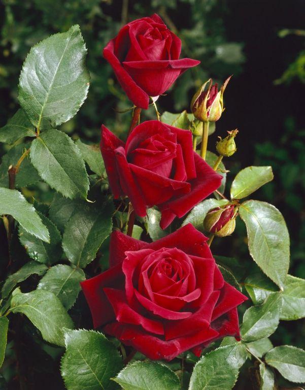 Rosa ‘Papa Meilland’ ( Standard Papa Meilland Hybrid Tea Rose)