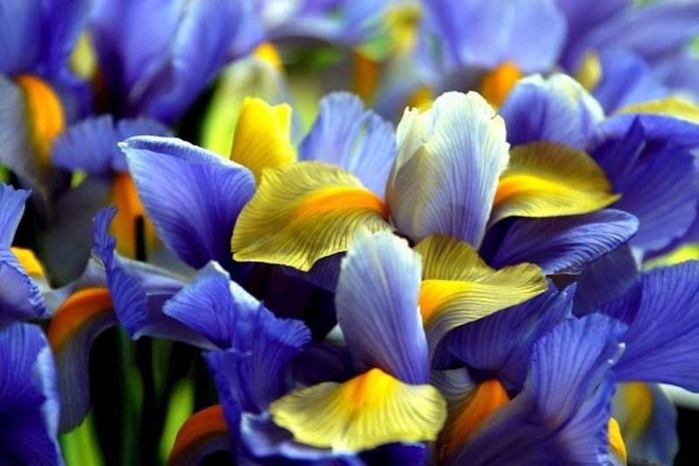 Iris × hollandica ‘Angel Wings’ – Dutch Iris