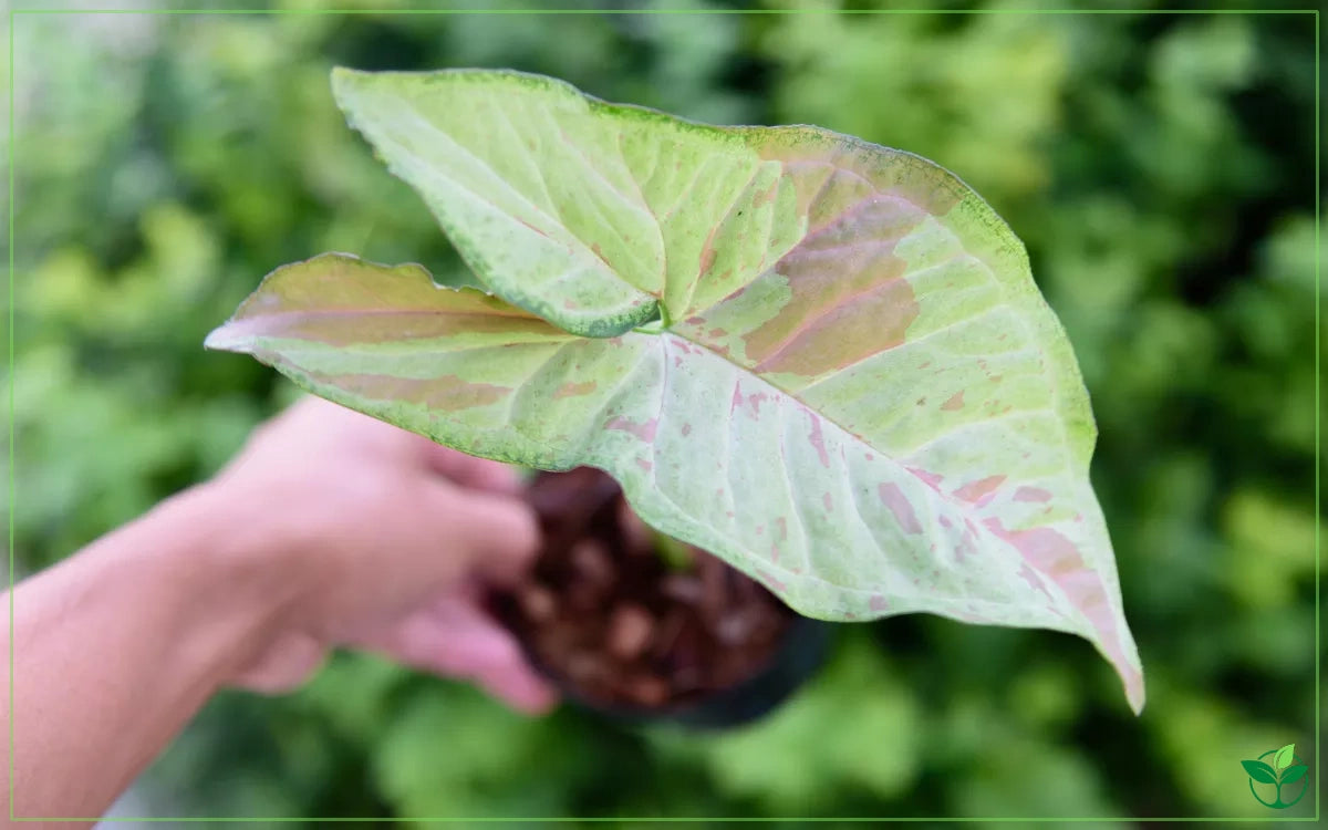 Syngonium Confetti (Confetti Syngonium)
