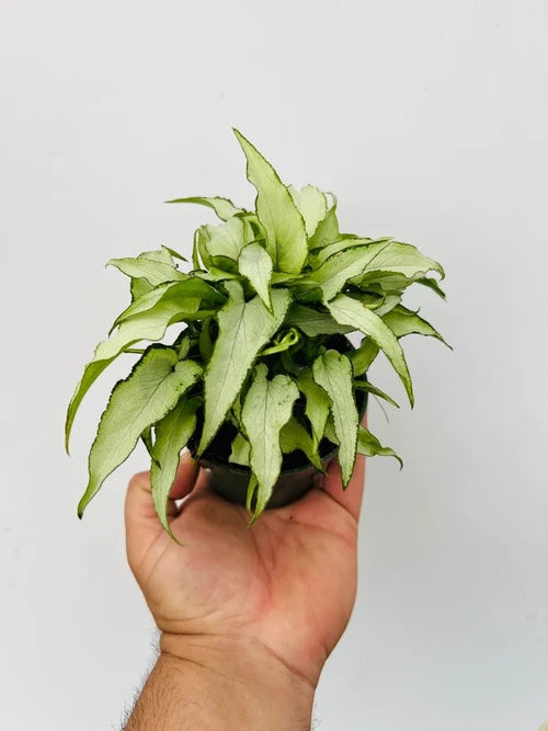 Syngonium ‘Silver Fox’ – Silver Fox