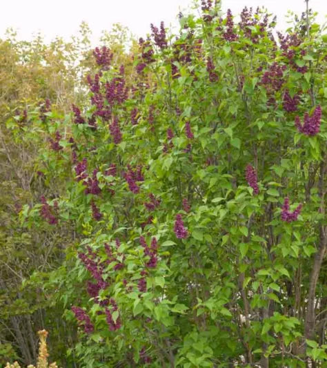 Syringa vulgaris ‘Charles Joly’ (Purple Lilac)