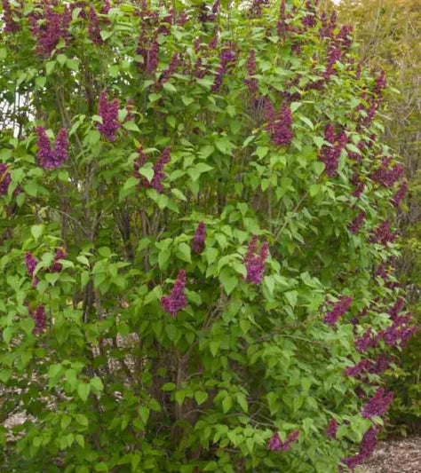 Syringa vulgaris ‘Charles Joly’ (Purple Lilac)