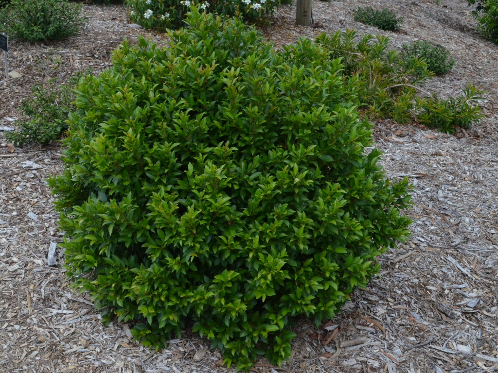 Syzygium australe ‘Bonfire’ (Lilly Pilly)