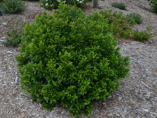 Syzygium australe ‘Bonfire’ (Lilly Pilly)