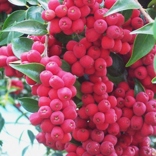 Syzygium luehmannii (Riberry / Small-leaved Lilly Pilly)