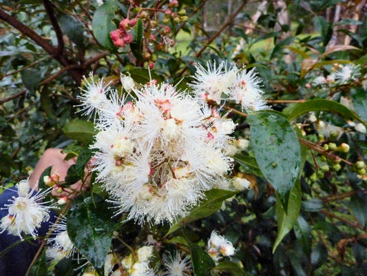 Syzygium Paniculatum ‘Select’ (Magenta Cherry Select)