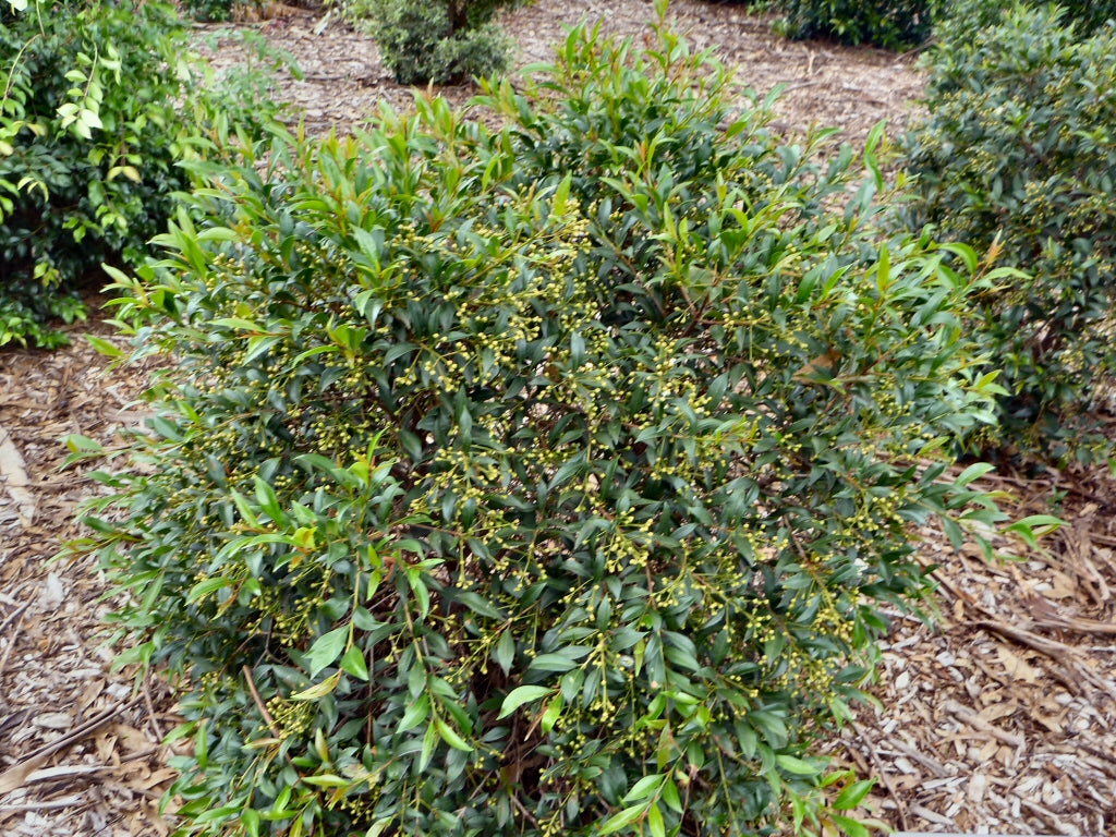 Syzygium Paniculatum ‘Select’ (Magenta Cherry Select)