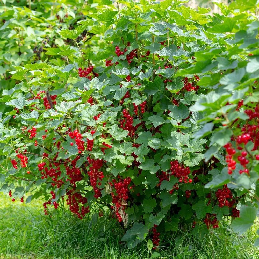 Ribes Rubrum (Red Currant)