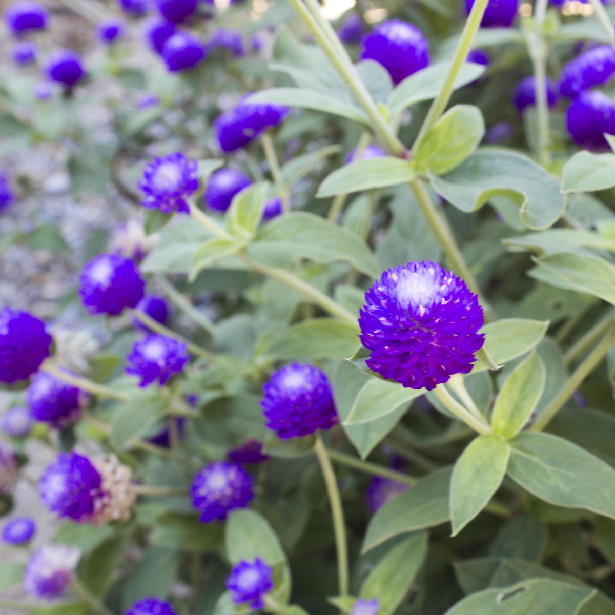Gomphrena Globosa (Globe Flower Blue)