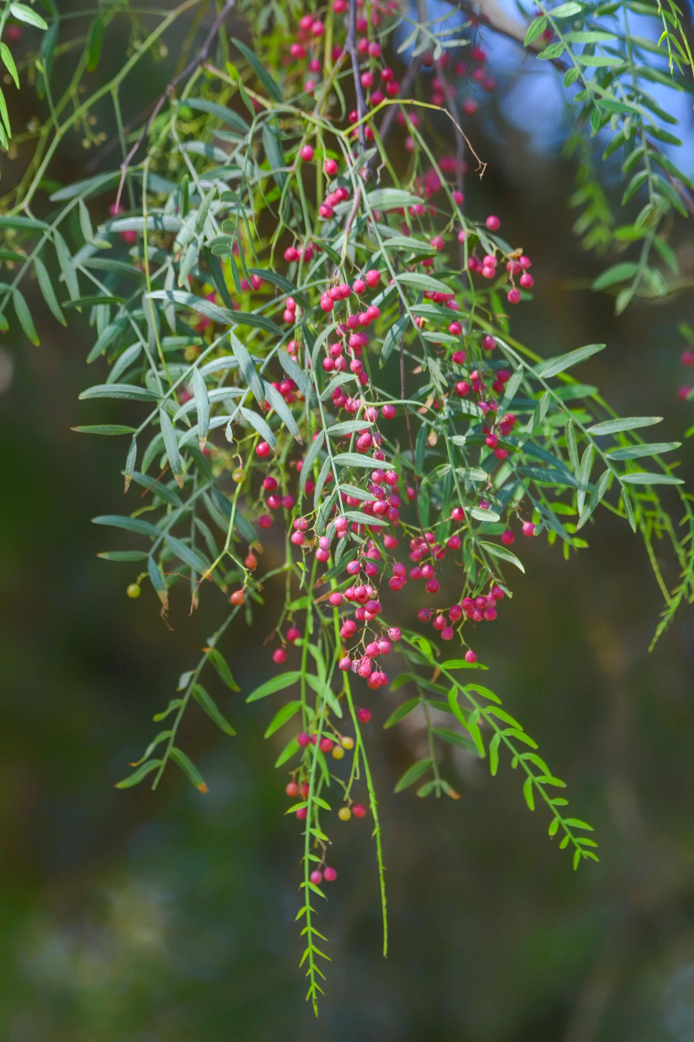 Schinus Molle (Pepper Tree)