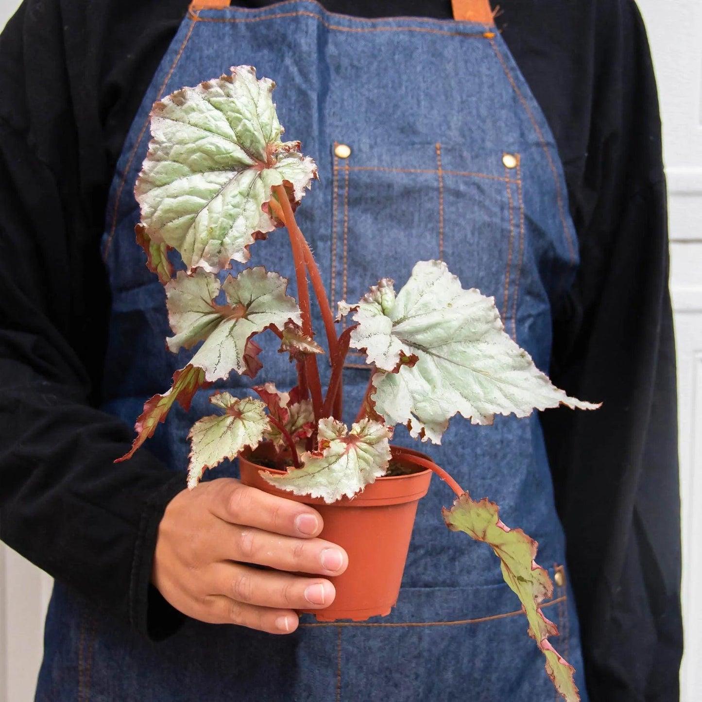 Begonia Rex