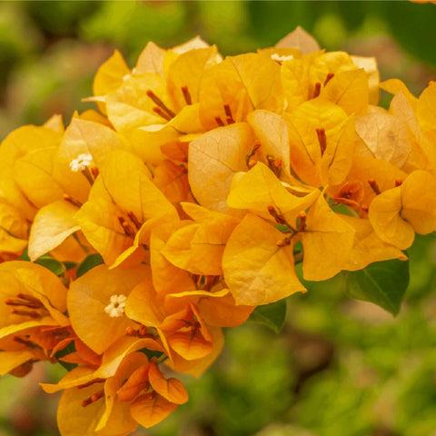 Bougainvillea ‘Thai Gold’ (Thai Gold Bougainvillea)