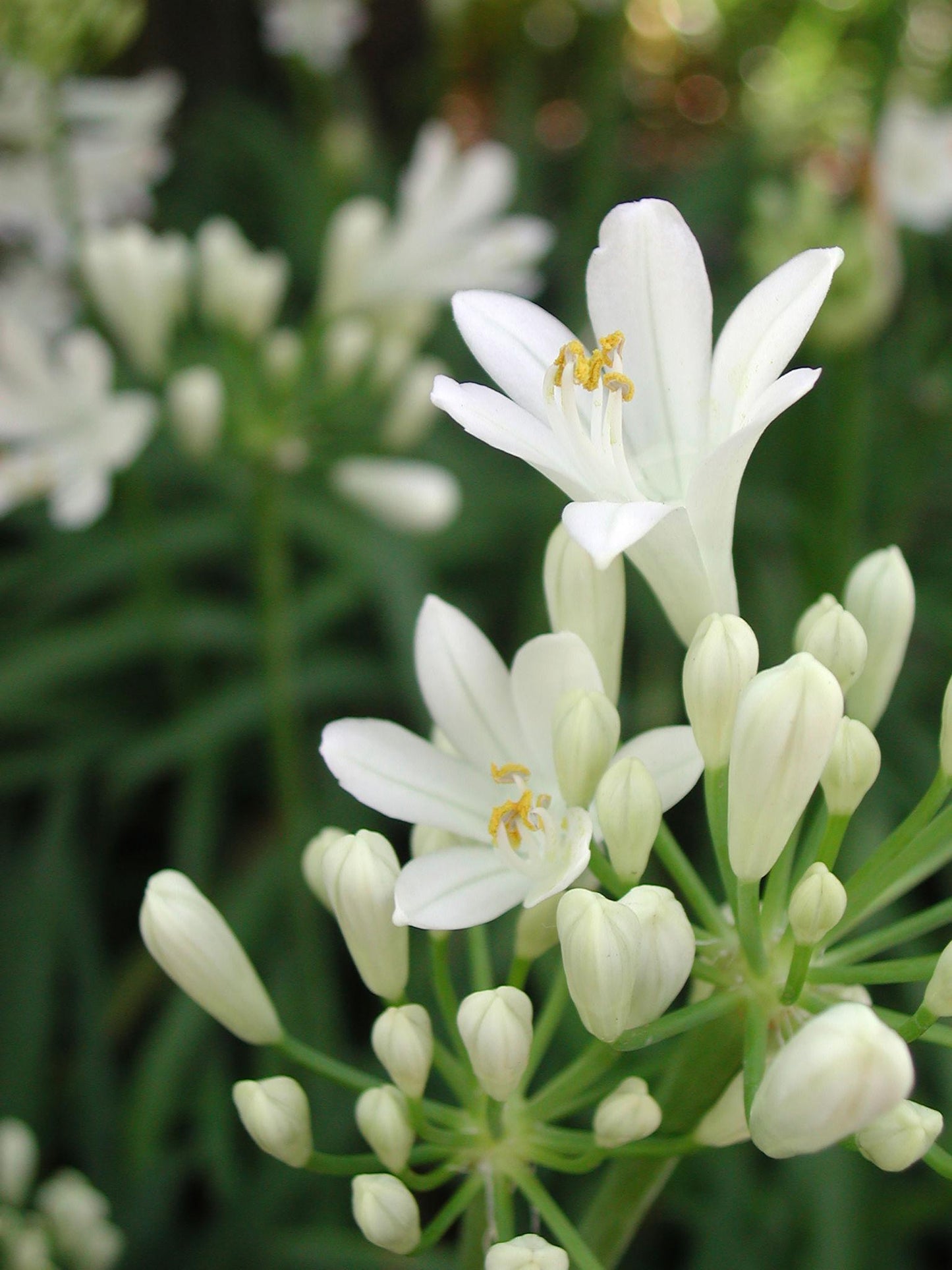 Agapanthus Africanus ‘Albus’ (White African Lily)