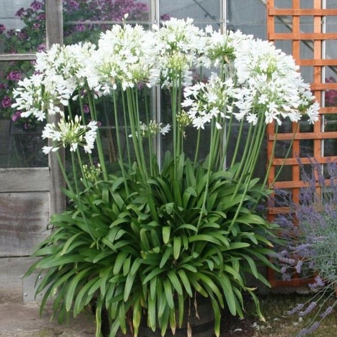 Agapanthus Praecox (Dwarf White Agapanthus)