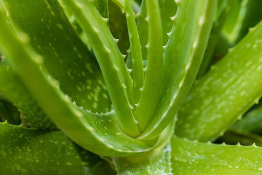 Aloe Barbadensis Miller (Aloe Vera)
