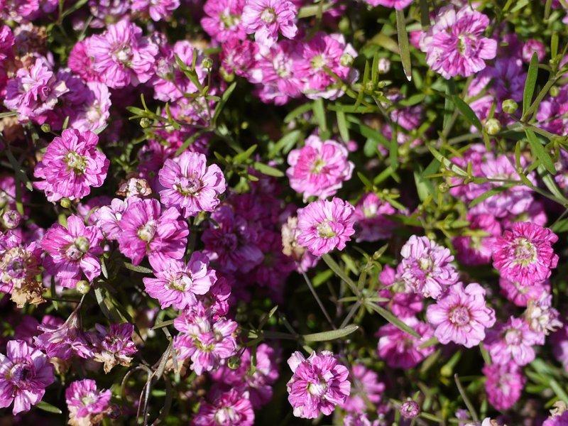 Gypsophila muralis ‘Gypsy’ (Baby’s Breath)