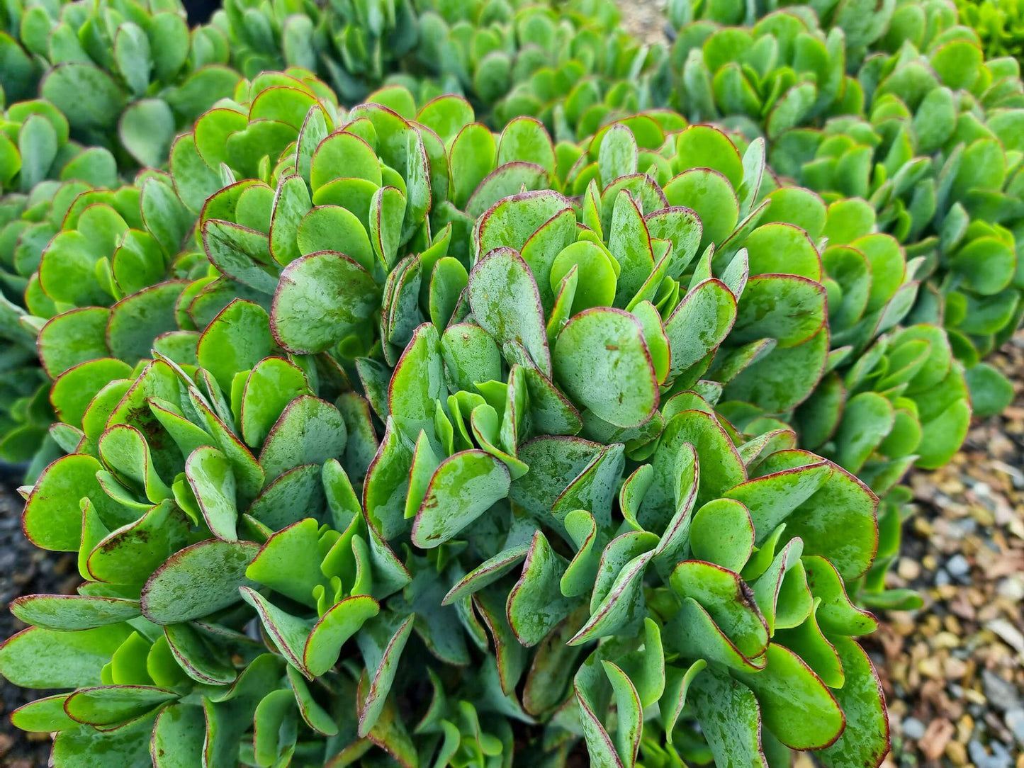 Crassula Ovata ‘Blue Bird’ (Blue Bird Jade Plant)