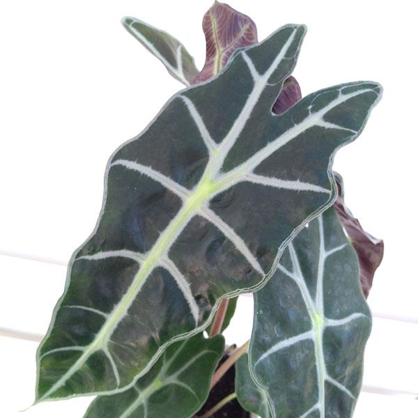 Alocasia × Amazonica ‘Bambino’ (Bambino Arrow Plant)