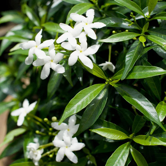 Tabernaemontana corymbosa ‘Little Emerald’