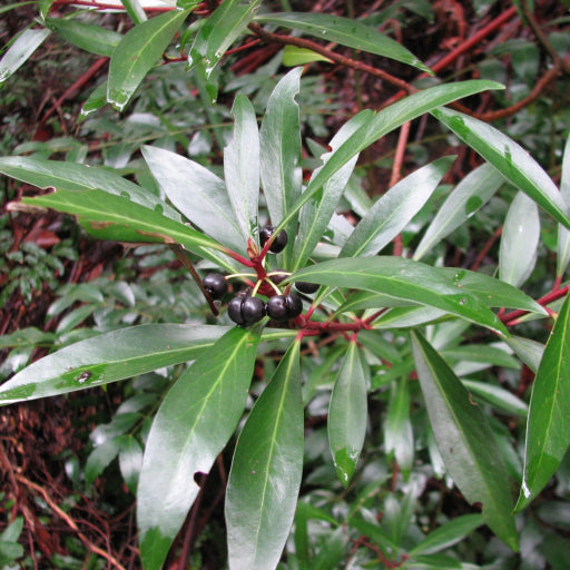 Tasmannia lanceolata ‘Female’ – Mountain Pepper