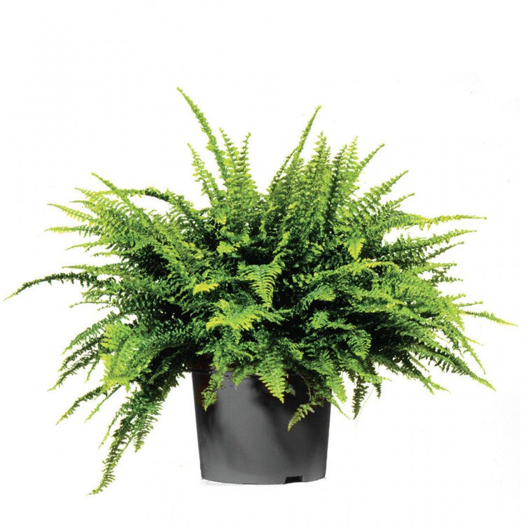 Nephrolepis exaltata ‘Teddy Junior’ – Compact Boston Fern