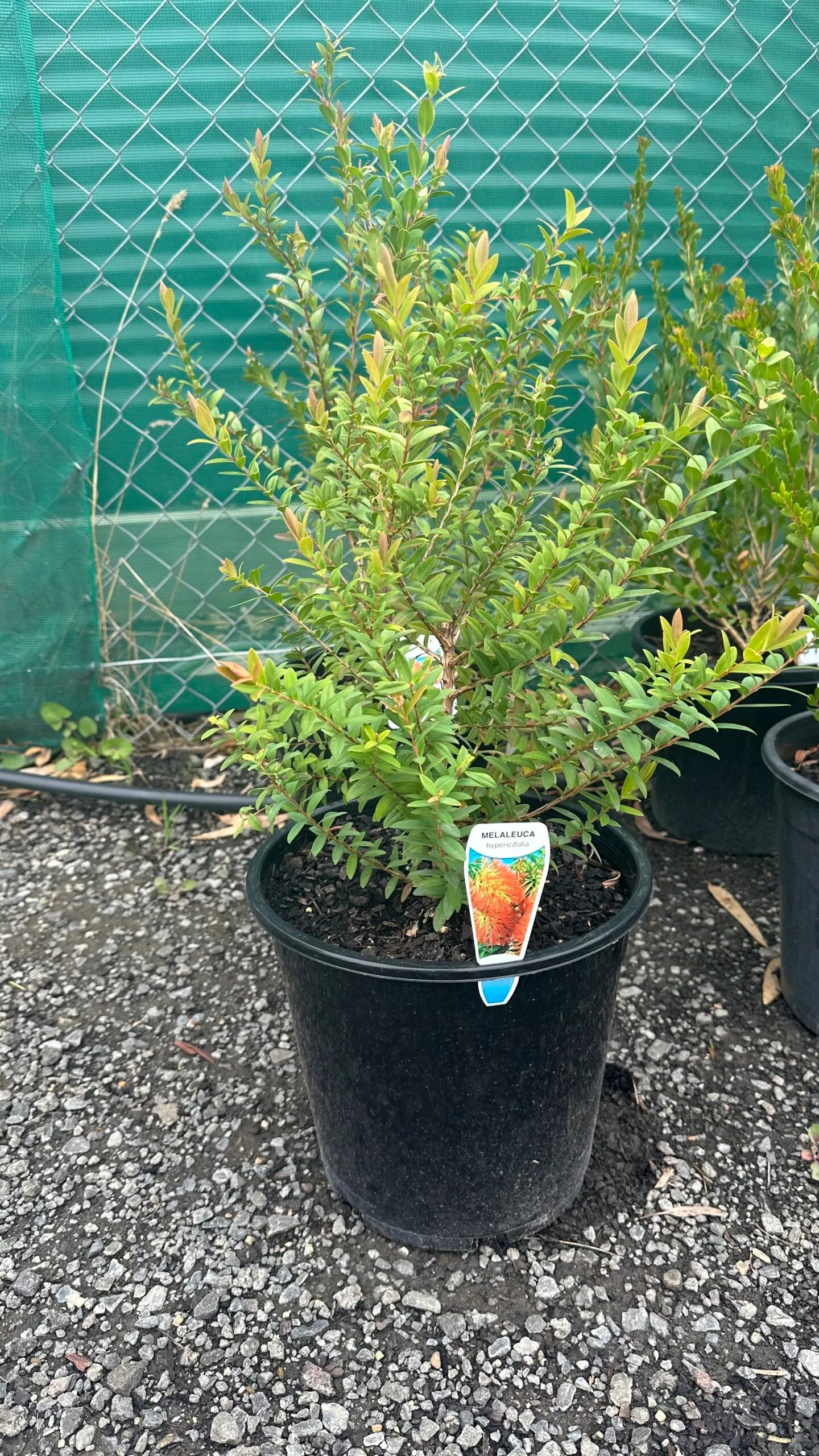 Melaleuca Hypericifolia (Hillock Bush)