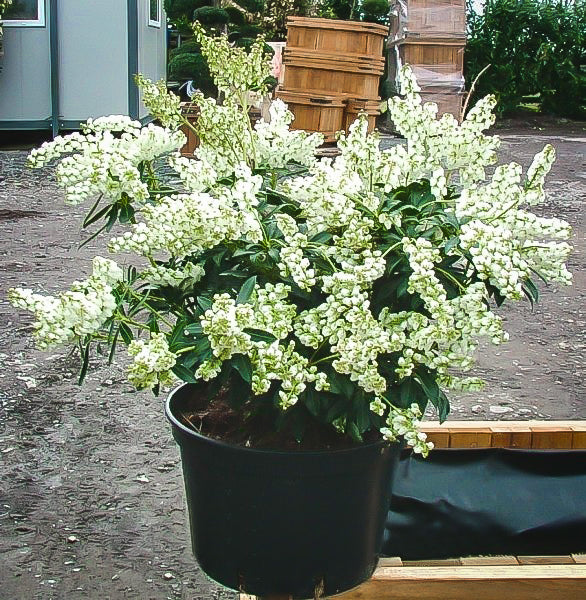 Pieris Japonica ‘Temple Bells’ (Temple Bells Pieris)