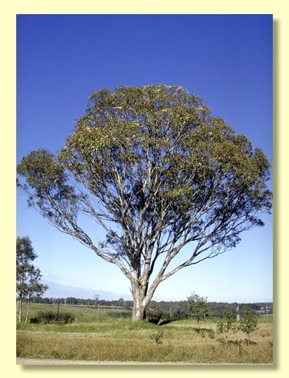 Eucalyptus Tereticornis (Forest Red Gum)