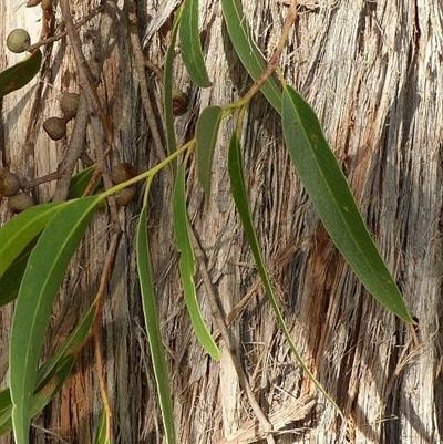 Eucalyptus Eugenioides (Thin-Leaved Stringybark)