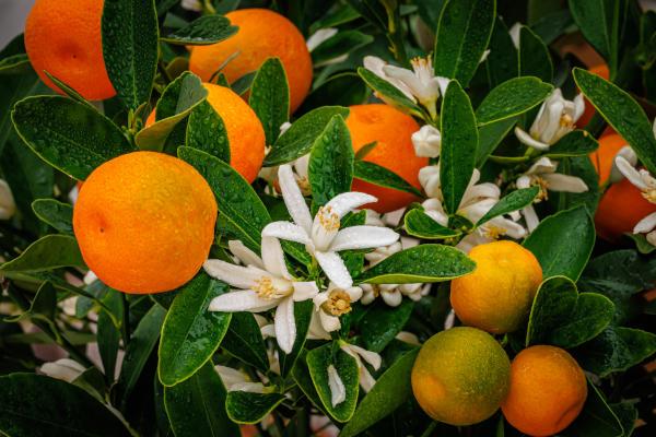 Citrus (Dwarf Assorted Citrus)