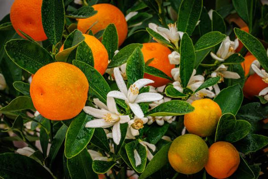 Citrus (Dwarf Assorted Citrus)