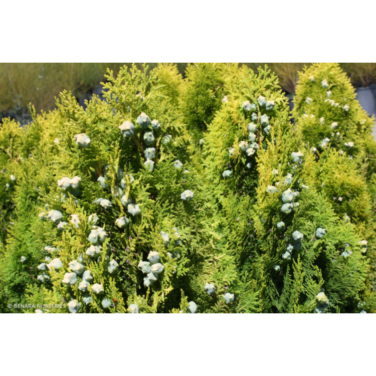 Thuja orientalis ‘Aurea Nana’ (Golden Biota / Golden Bookleaf)