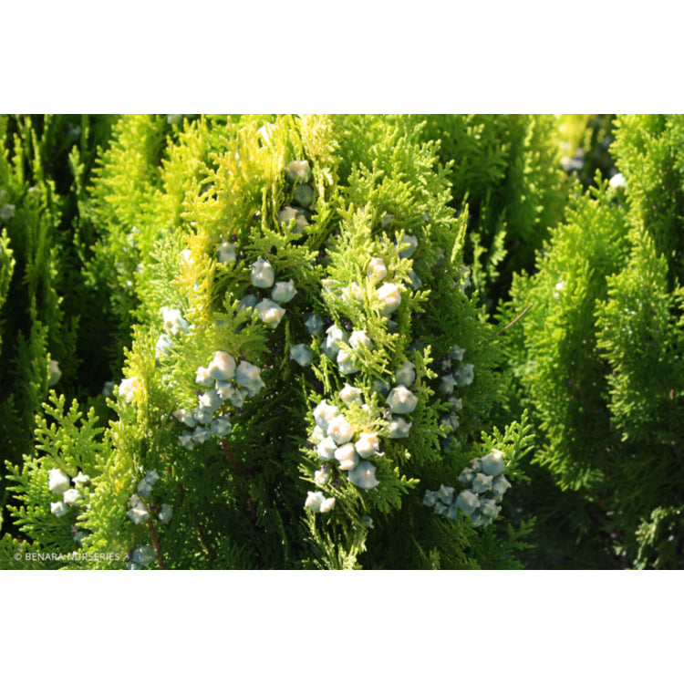 Thuja orientalis ‘Aurea Nana’ (Golden Biota / Golden Bookleaf)