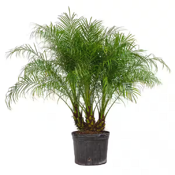 Phoenix Roebelenii Multi Planted (Multi Pygmy Date Palm)