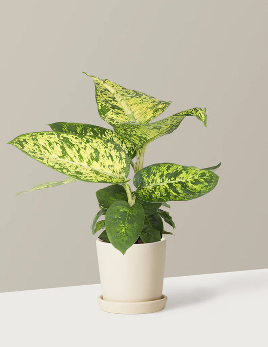 Dieffenbachia 'Sublime' (Sublime / Dumb Cane)