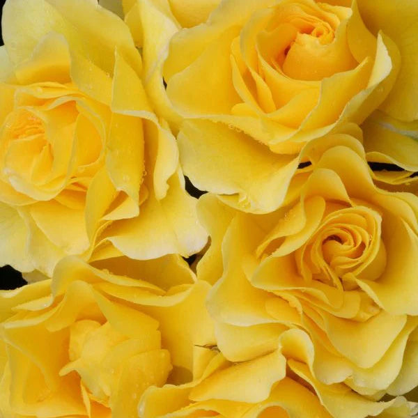 Rosa 'The Golden Child' (The Golden Child Rose)