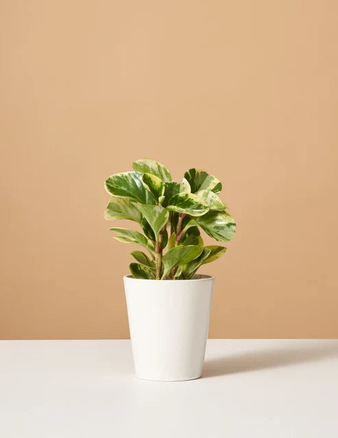 Peperomia Magnoliifolia Green and Gold (Green and Gold Peperomia)