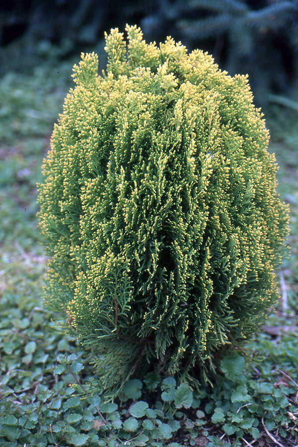 Platycladus Orientalis ‘Morgan’ (Morgan’s Oriental Arborvitae)
