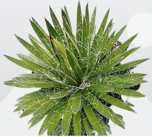 Agave filifera (Thread Agave)