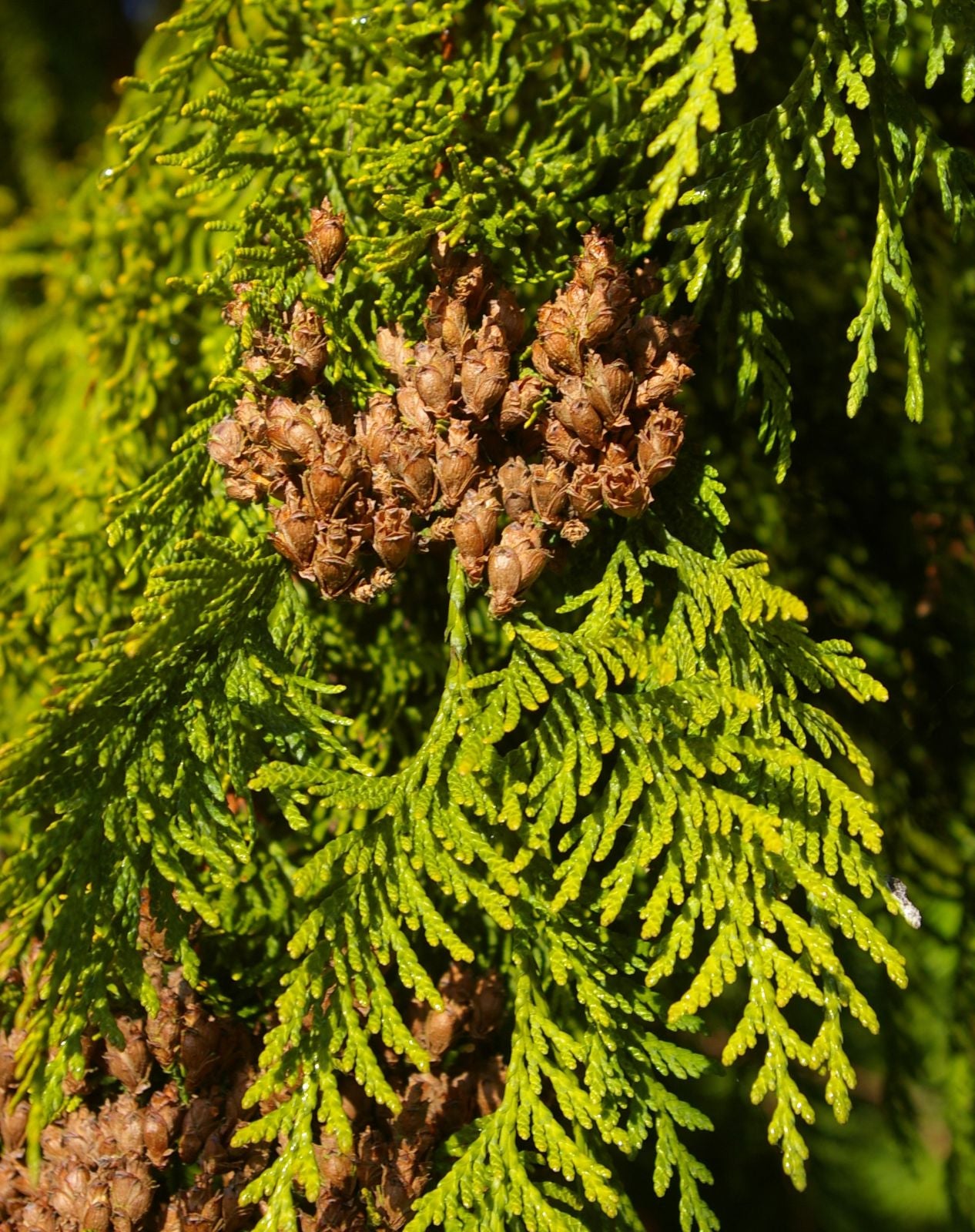 Thuja Plicata ‘Fastigiata’ (Fastigiate Western Red Cedar)